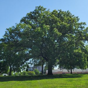 Urban Forests are a Sustainable Solution for Environment and Health